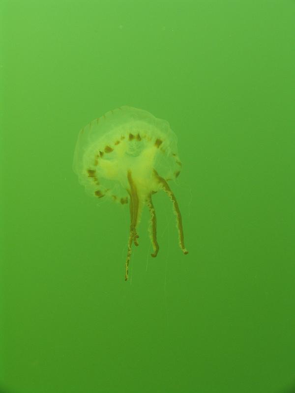 Coll NL 085.JPG